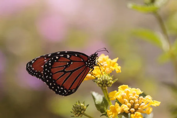 Mariposa reina, Danaus gilippus — Foto de Stock