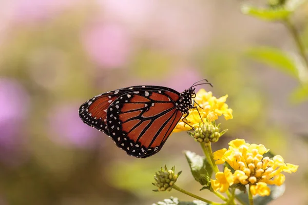 Královna motýlů, odraz gilippus — Stock fotografie