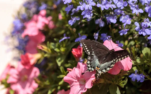 Spicebush swallowtail mariposa, Pterourus troilus — Foto de Stock