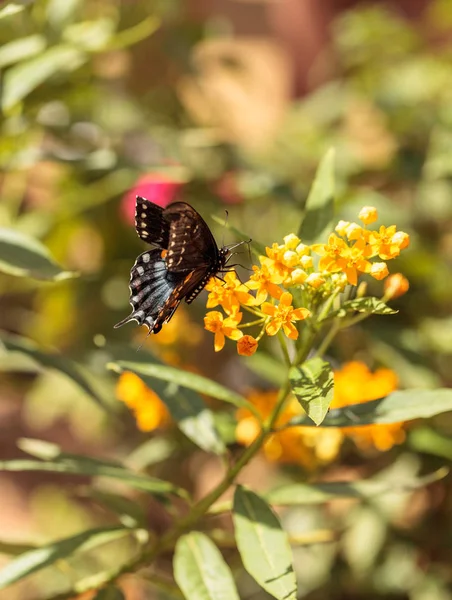 Spicebush swallowtail метелик, Pterourus troilus — стокове фото