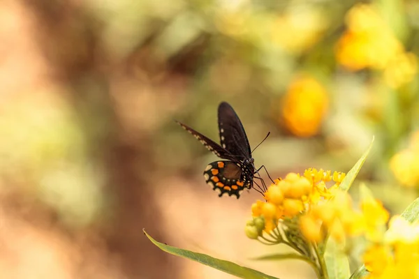 Spicebush swallowtail kelebek, Pterourus troilus — Stok fotoğraf