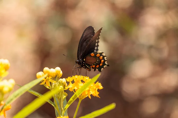 Spicebush swallowtail kelebek, Pterourus troilus — Stok fotoğraf