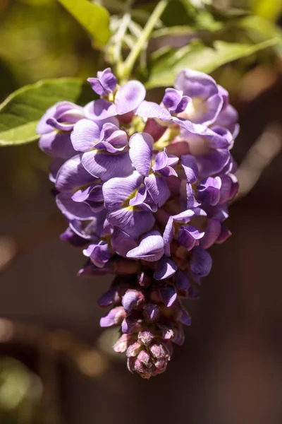 Flor de Wisteria púrpura florece en una vid —  Fotos de Stock