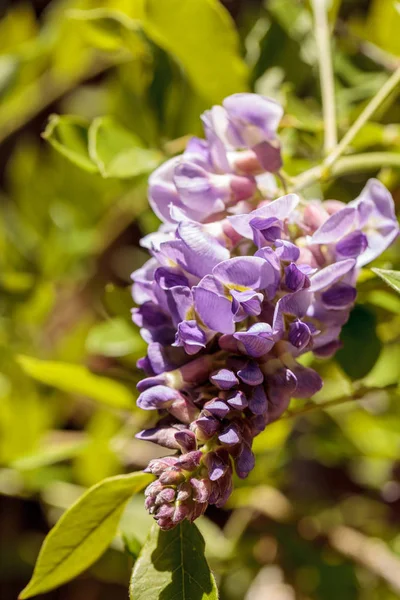Flor de Wisteria púrpura florece en una vid —  Fotos de Stock