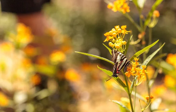 Зебра ластівка метелик, Eurytides marellus — стокове фото