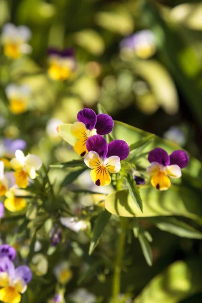 Roxo, amarelo e branco Viola flor — Fotografia de Stock