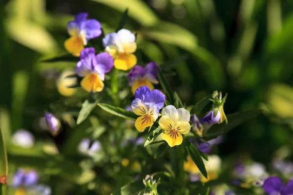 Roxo, amarelo e branco Viola flor — Fotografia de Stock