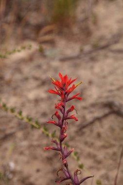 Hint boya fırçası kırmızı çiçek Castilleja olarak da bilinir
