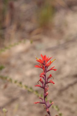 Hint boya fırçası kırmızı çiçek Castilleja olarak da bilinir