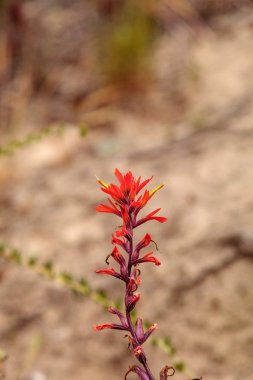 Hint boya fırçası kırmızı çiçek Castilleja olarak da bilinir