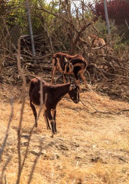 Keçi çalılar yemek ve Laguna Beach, Kaliforniya kentinde çimen