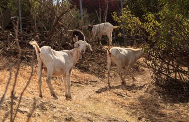 Keçi çalılar yemek ve Laguna Beach, Kaliforniya kentinde çimen