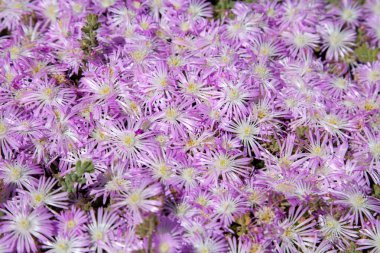 Bir buz bitki etli, Carpobrotus mantarı pembe çiçek