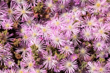 Bir buz bitki etli, Carpobrotus mantarı pembe çiçek