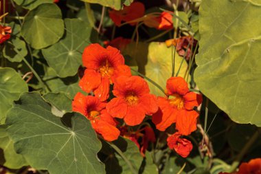 Turuncu Nasturtium çiçek yenilebilir ve bir asma üzerinde büyür