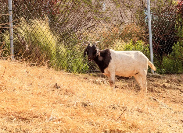 Cabras comem arbustos e grama em Califórnia — Fotografia de Stock