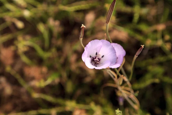 Пурпурный сверкающий калифорнийский цветок — стоковое фото