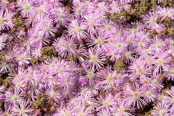 Flor rosa sobre una planta de hielo suculenta, Carpobrotus edulis — Foto de Stock