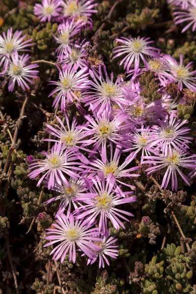 Pink flower on an Ice plant succulent, Carpobrotus edulis — Stock Photo, Image