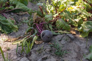 Kırmızı pancar organik bir bahçede büyür