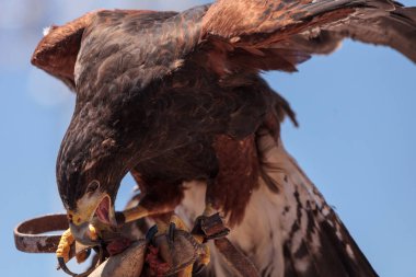 Harris Hawk Parabuteo unicinctus bir yırtıcı kuş 
