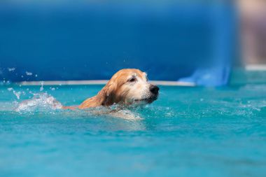 Altın geri almak bir oyuncakla yüzüyor