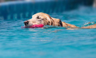 Altın geri almak bir oyuncakla yüzüyor