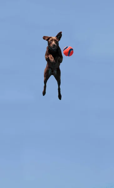Chocolate Labrador retriever jumps with a toy — Stock Photo, Image