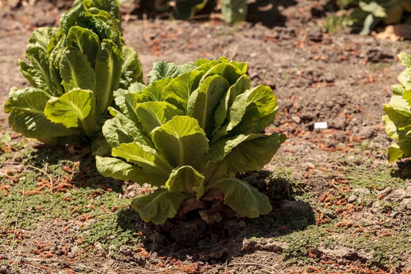 Lechuga romana madura fresca crece en una pequeña granja orgánica —  Fotos de Stock