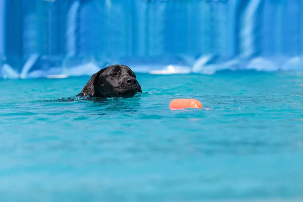 Czarny Labrador retriever pływa z zabawką — Zdjęcie stockowe