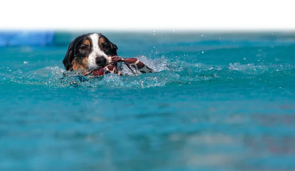 Border Collie schwimmt mit Spielzeug — Stockfoto