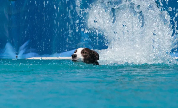 Border collie nage avec un jouet — Photo