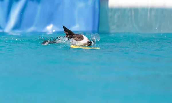 Border Collie schwimmt mit Spielzeug — Stockfoto