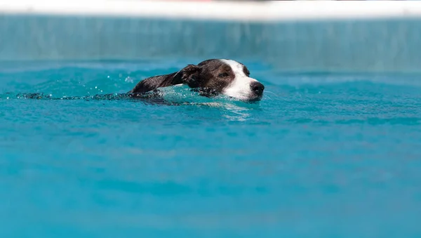 Border collie pływa z zabawką — Zdjęcie stockowe