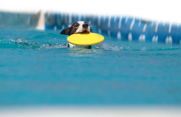 Border Collie schwimmt mit Spielzeug — Stockfoto