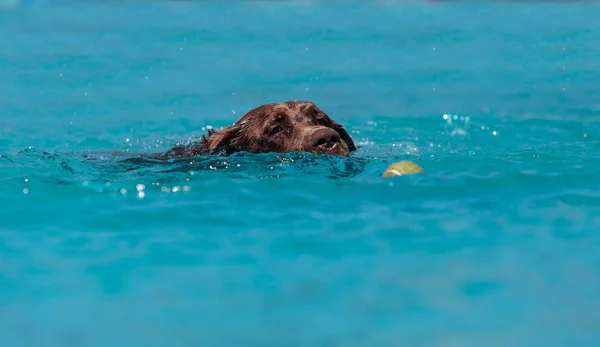 Czekoladowy Labrador retriever pływa z zabawką — Zdjęcie stockowe