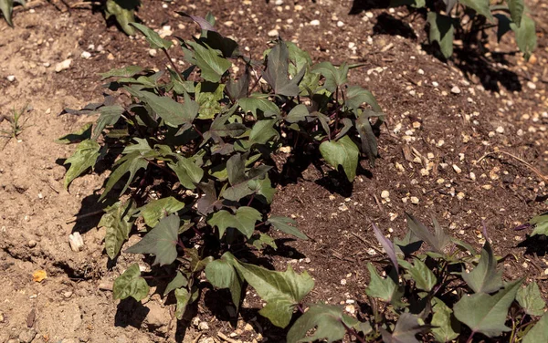 Cultivos de batata crece en una pequeña granja orgánica —  Fotos de Stock