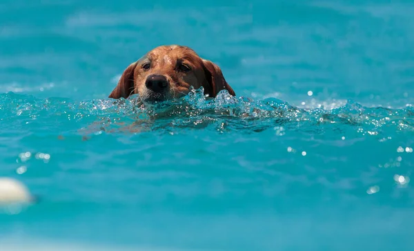 Golden retriever nage avec un jouet — Photo