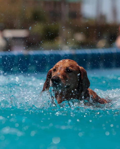 Golden retriever pływa z zabawką — Zdjęcie stockowe