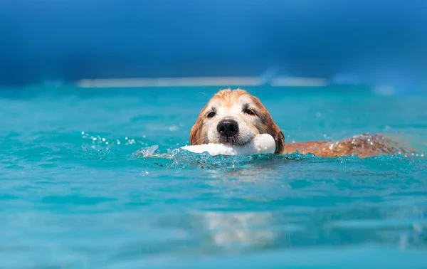 Golden Retriever schwimmt mit Spielzeug — Stockfoto
