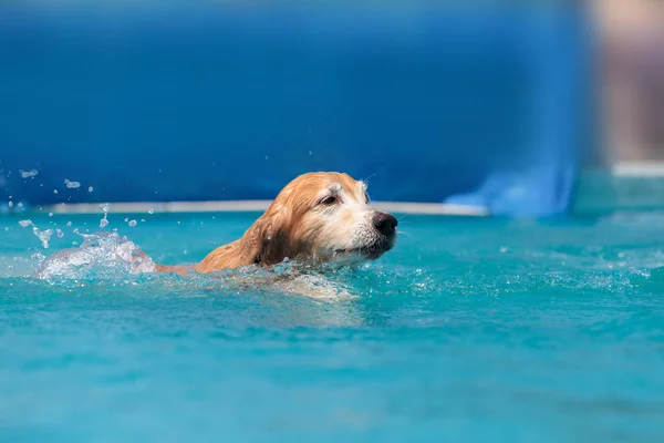 Arany-Vizsla úszik a játékot — Stock Fotó