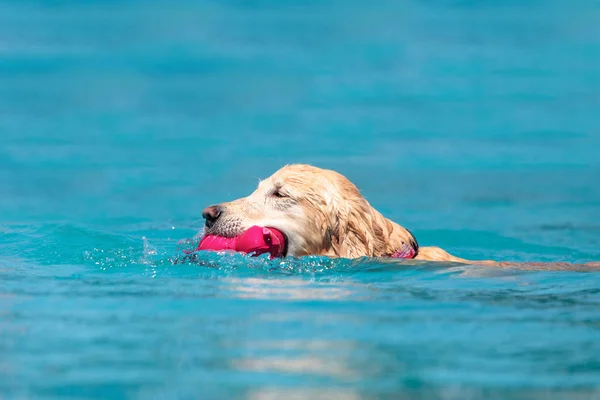 Golden retriever pływa z zabawką — Zdjęcie stockowe