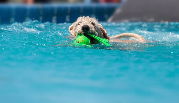 Labradoodle żółty pies pływa z zabawką — Zdjęcie stockowe