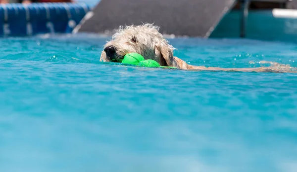 Gelber Labradoodle Retriever schwimmt mit Spielzeug — Stockfoto