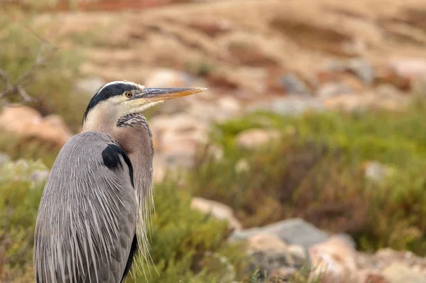 Büyük mavi balıkçıl kuş, Ardea herodias — Stok fotoğraf