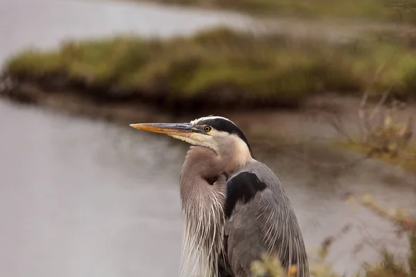 Büyük mavi balıkçıl kuş, Ardea herodias — Stok fotoğraf