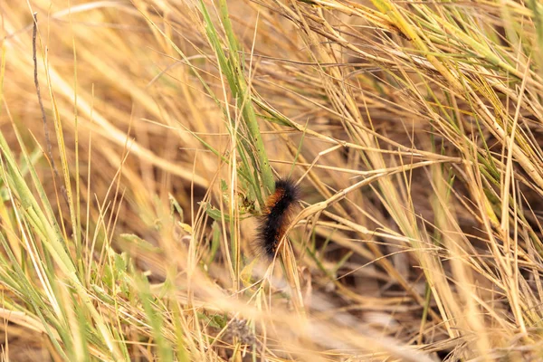 Tiger moth caterpillar Arctia caja — Stockfoto