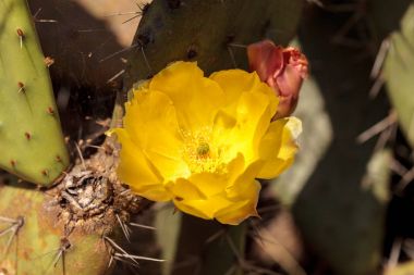 Ferocactus viridescens bir sahil varil kaktüsün üstüne sarı çiçek