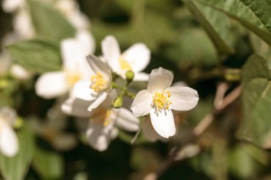 Beyaz sahte portakal çiçeği çiçek, Philadelphus lewisii