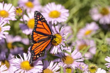 Monarch butterfly, Danaus plexippus, in a butterfly garden on a  clipart